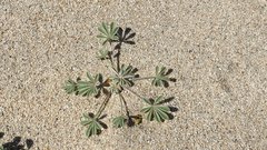 Lupinus shockleyi