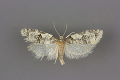 Henricus infernalis