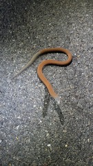 Pygopus lepidopodus