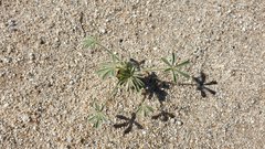 Lupinus shockleyi