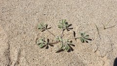Lupinus shockleyi