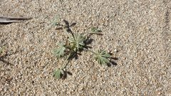 Lupinus shockleyi