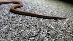 Pygopus lepidopodus
