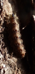 Dasysyrphus