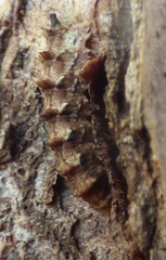Dasysyrphus