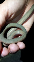 Pygopus lepidopodus