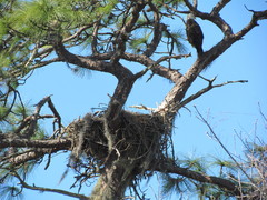 Haliaeetus leucocephalus leucocephalus