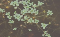 Callitriche marginata