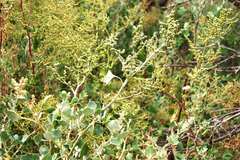 Chenopodium oahuense