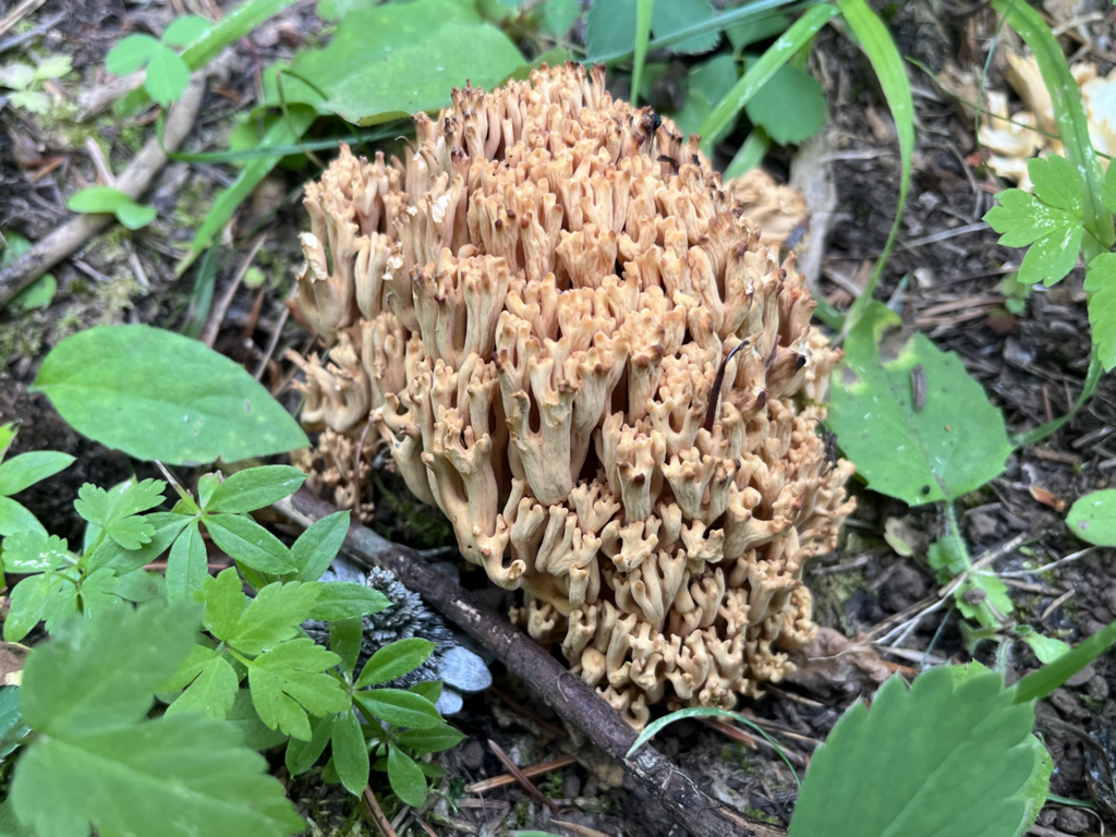 Ramaria largentii from Adams County, ID, USA on August 19, 2023 at 04: ...