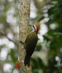 Xiphidiopicus percussus