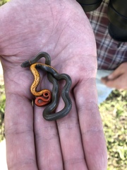 Diadophis punctatus similis