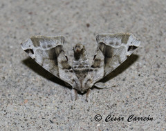 Apatelodes pudefacta