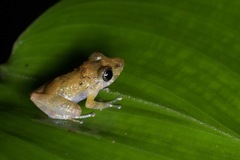 Pristimantis luscombei