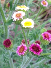 Erigeron apiculatus