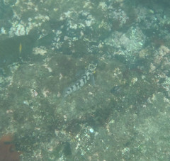 Gobioclinus dendriticus