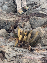 Brachycereus nesioticus