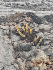 Brachycereus nesioticus
