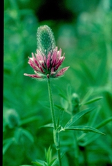 Trifolium angustifolium