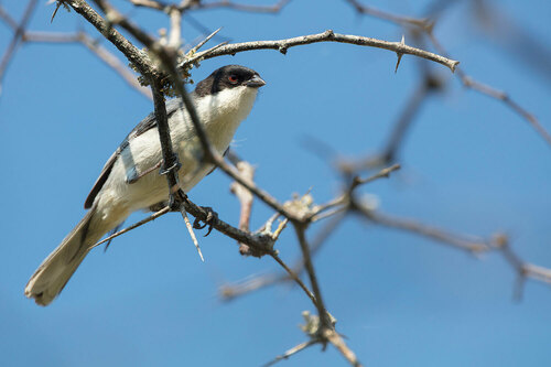 Black-capped Warbling Finch (Microspingus melanoleucus), photo 5
