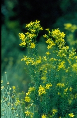 Hypericum empetrifolium
