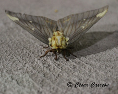 Citheronia beledonon