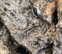 Sphingonotus fuscoirroratus