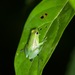 Pygmy Hatchet-faced Tree Frog - Photo (c) John Sullivan, some rights reserved (CC BY-NC), uploaded by John Sullivan