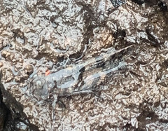 Sphingonotus fuscoirroratus