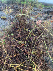 Funastrum angustissimum