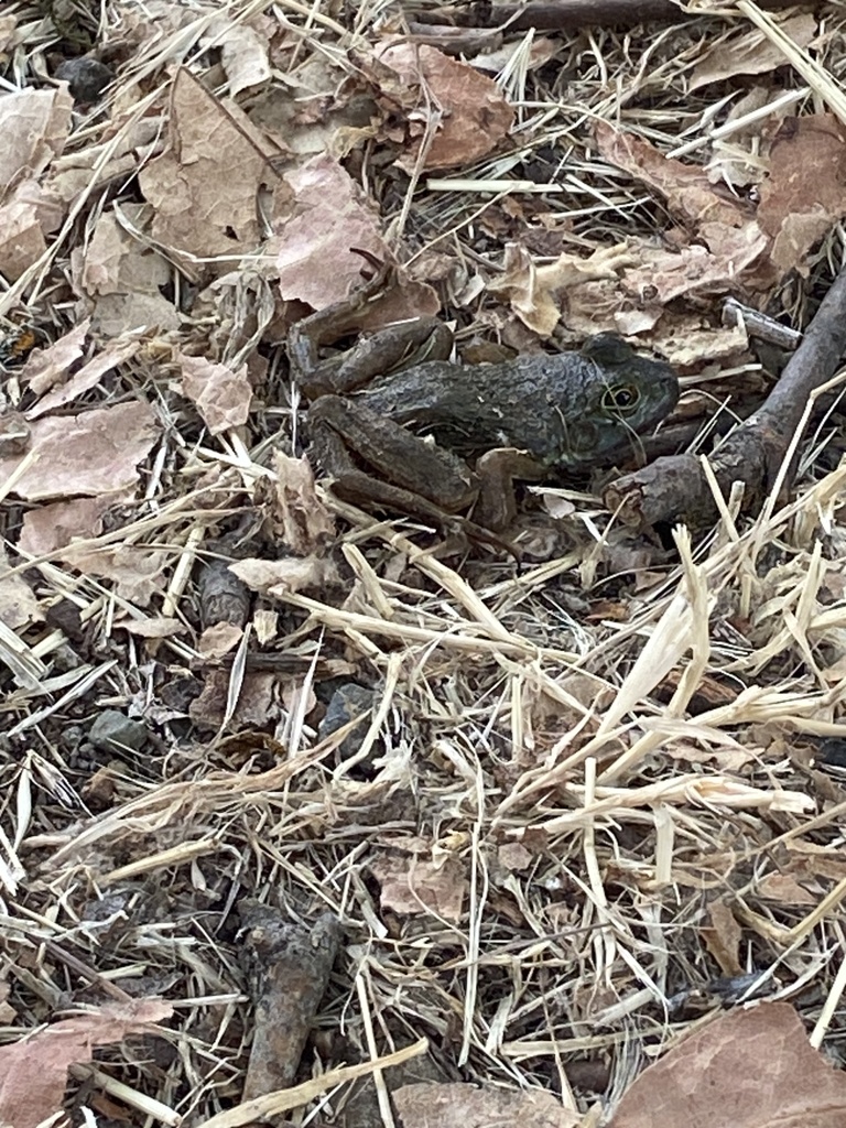 American Water Frogs from Clear Lake State Park, Kelseyville, CA, US on ...