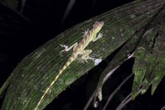 Anolis transversalis
