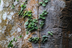 Peperomia rotundifolia