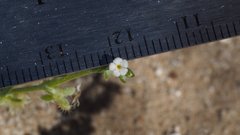 Pectocarya platycarpa