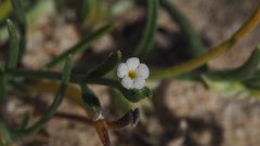 Pectocarya platycarpa