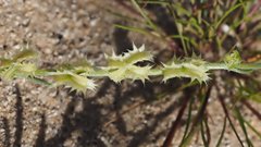 Pectocarya platycarpa