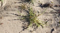 Pectocarya platycarpa