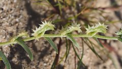Pectocarya platycarpa