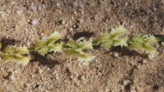 Pectocarya platycarpa