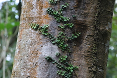 Peperomia rotundifolia