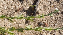 Pectocarya platycarpa