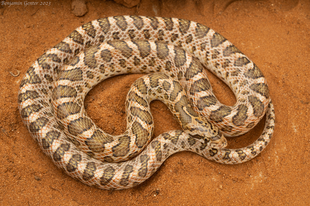 Glossy Snake from NM-114, Rogers, NM, US on August 9, 2023 at 11:31 PM ...