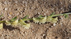 Pectocarya platycarpa