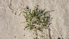 Pectocarya platycarpa