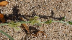 Pectocarya platycarpa