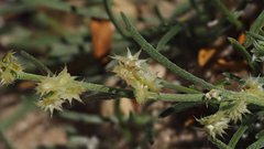 Pectocarya platycarpa