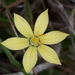 Sisyrinchium weirii - Photo (c) Laurent Quéno, some rights reserved (CC BY-NC), uploaded by Laurent Quéno