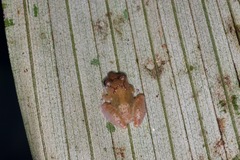 Pristimantis luscombei