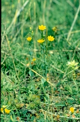 Blackstonia acuminata