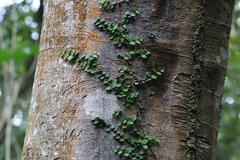 Peperomia rotundifolia